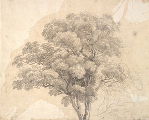 Studie einer Baumkrone