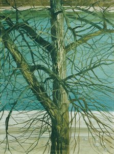 Baumstudie an der Donau
