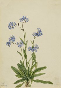 Alpen-Vergissmeinnicht Myosotis alpestris, 1924