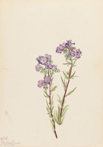 Sand-Phacelia (Phacelia linearis)