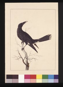 Seite 30. Weiß, Entlüfteter Krähe. Jetzt bekannt als Pied Currawong, um 1789-90 von Sarah Stone