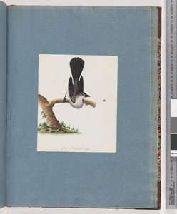 Seite 107. Unidentifizierter Vogel